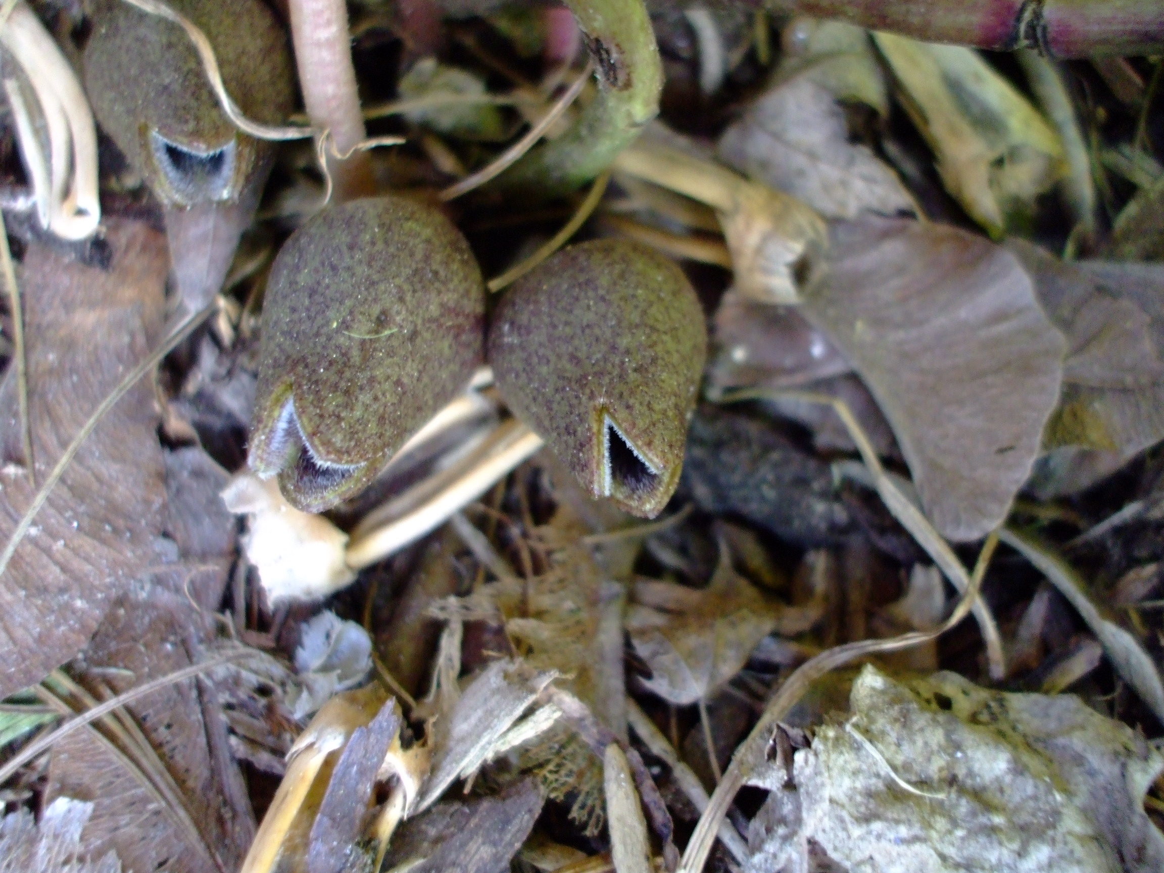 Asarum arifolium